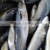 Frozen Mackerel Fish Whole Round for Sale and for Canned thumbnail-3