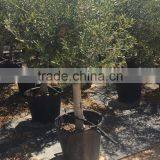 Olive Tree - Olea Europaea "Florida" thumbnail-4