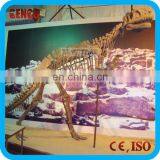 Prehistoric Animal Dinosaur Skeletons for Sale