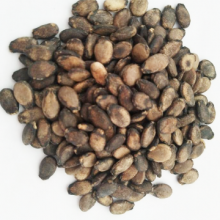 Red Rose High Resistance and Crisp Flesh Watermelon Seeds thumbnail-2