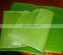 BEST Price Natural LEAF Banana Leaves/Fresh Banana Leaf thumbnail-2