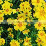 Coreopsis Verticillata Linn. Flower Seeds,herb Seeds,vegetalbe Seed,fruit Seed,grass Seed thumbnail-5