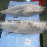 Frozen Yellow Fin Tuna thumbnail-1