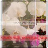 Round Pink Organza Tablecloth Cover For Banquet Decor thumbnail-6