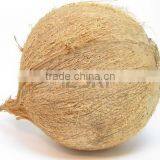 Semi Husked Cocount thumbnail-1