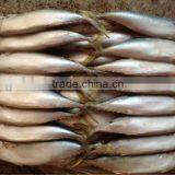 6-7pcs/kg Frozen Whole Round Pacific Mackerel for Bait.