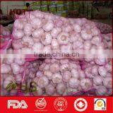 Organic One Bulb Fresh One Clove Garlic thumbnail-3