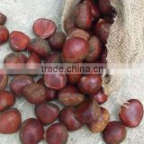New Season Fresh Chestnut (60-80pcs/kg)