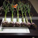 2017Hot Sale Egyptian Fresh Garlic (Red, White) for Export thumbnail-5