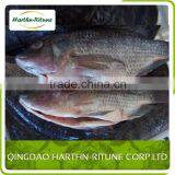 Hot Sale Frozen Tilapia Fillet Fish From China thumbnail-4