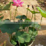 2015 Water Lily Lotus Seeds For Growing For Family Pot Landscape thumbnail-3