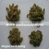 Big Size Sweet Green Raisin Hot Sale thumbnail-4