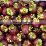 Natural Mangosteen Fruit Powder thumbnail-6