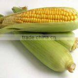 SWEET CORN FLAVOR thumbnail-1