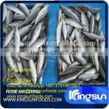 Whole Sale Good Price Frozen Horse Mackerel thumbnail-3