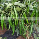 Red/Green Chilli Hot Peppe Seed For Sale Redwood thumbnail-1
