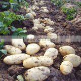 Hot Sale Manual One Row Potato Planter thumbnail-3