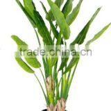 SJ0301117 Artificial Decorative Ornamental Banana Bonsai Plants thumbnail-5