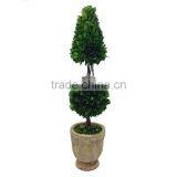 New Potted Boxwood Topairy Preserved thumbnail-3