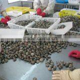 Raw Frozen Short Necked Clam thumbnail-3