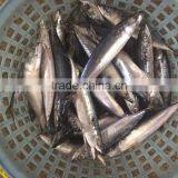 New 10/12 Pcs 80g Fresh Land Frozen Pacific Mackerel thumbnail-1