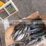 Sea Frozen Mackerel 300-500g 2016 thumbnail-6