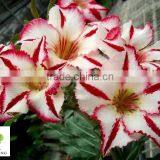 Adenium Obesum ( Desert Rose) thumbnail-1
