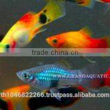 Platy Fish Farm For Sale / Ornamental Fish Exporter thumbnail-1