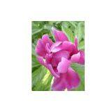 Paeonia Lactiflora Pall Extract 4:1,10:1,80% Glycoside