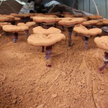 99% Cell-Wall Broken Ganoderma Lucidum Spore Powder/Lingzhi (Ruishi）Mushroom Spore