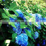Wide Variety New Arrival Apple Hydrangea Wreath thumbnail-1