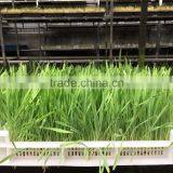Hydroponics Animal Fodder Machinprofessional Automatic Oat Rooting Machine /bean Budding Machine/animal Fodder Sprouting Machine thumbnail-3