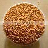 YELLOW MUSTARD SEED thumbnail-2