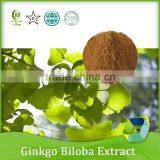 100% Nature Ginkgo Biloba Leaf Extract Powder