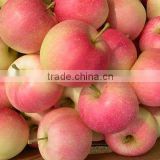 Fresh Gala Apple in China