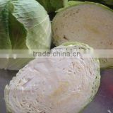 Local Fresh Green Round Cabbage Manufacturer