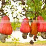 Good Bukina Faso Raw Cashew Nuts thumbnail-5
