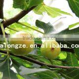 High Quality Fig Extract Powder 10:1 /High-quality Dried Fig Extract/Fig Leaf Powder Improving Eyesight