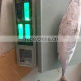 Bonito Tuna thumbnail-2