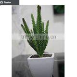 Artificial Mini Succulent Bonsai Potted Succulent Small Potted Plant thumbnail-5