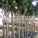 Mangos Fruit Trees All Size thumbnail-1