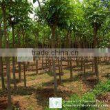 Tabebuia Rosea thumbnail-1