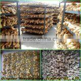 Beautiful Shape And Bright Yellow Skin Fat Ginger Chinese Spicy Ginger thumbnail-4