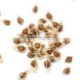 Premier Quality Moringa Seed Powder Bulk Producers thumbnail-1