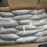 Frozen Horse Mackerel 50-70,70-100,100-120g