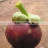 Mangosteen thumbnail-2