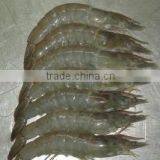 SHRIMPS thumbnail-1