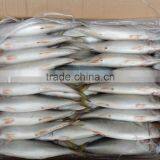 Frozen Mackerel 6-8pcs/kg Newly Processed in China