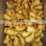 Fresh Ginger thumbnail-1