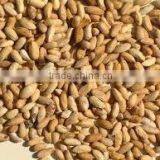 Neem Seed thumbnail-2